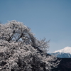 春の波濤