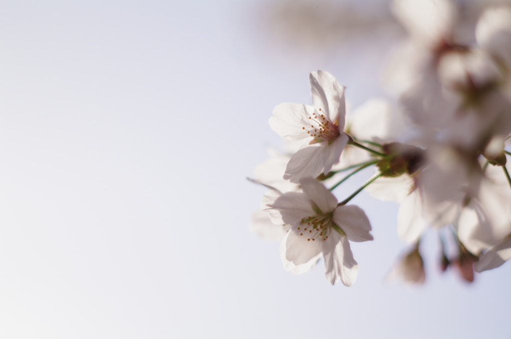 今年の桜3