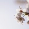 今年の桜3