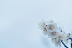 梅の香薫る