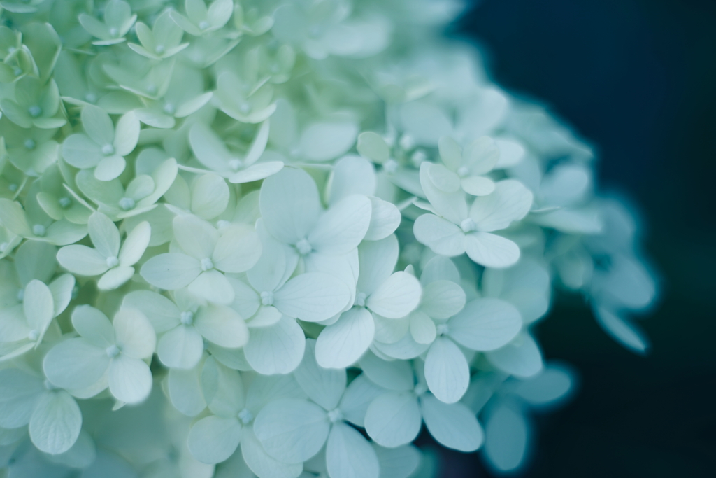 紫陽花に寄せる想い t