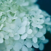 紫陽花に寄せる想い t