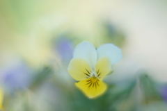 淡く咲く i