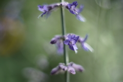 庭の花・秋 d