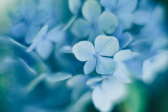 紫陽花に寄せる想い n