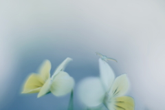 夢の中へ
