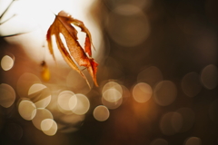 枯れ紅葉