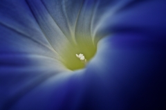 花芯 3 -青い花-