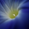 花芯 3 -青い花-