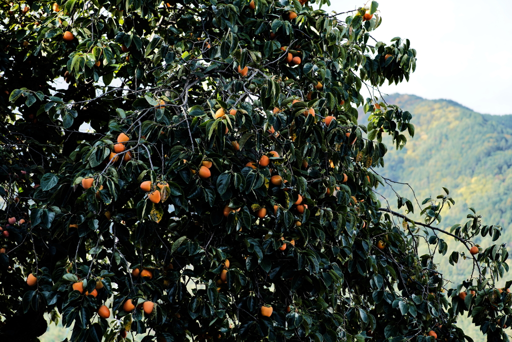 柿の木に柿の実のなる b