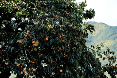 柿の木に柿の実のなる b