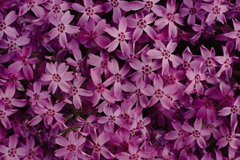 夢芝桜 a
