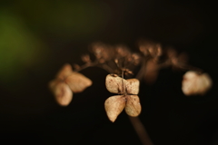 紫陽花に寄せる想い 補遺 9