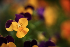 colors