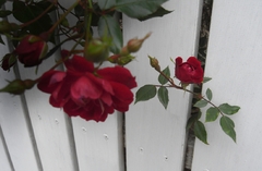 Red, Green and White