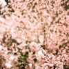 春よ