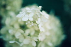 紫陽花に寄せる想い 補遺 3