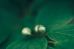 丸い蕾