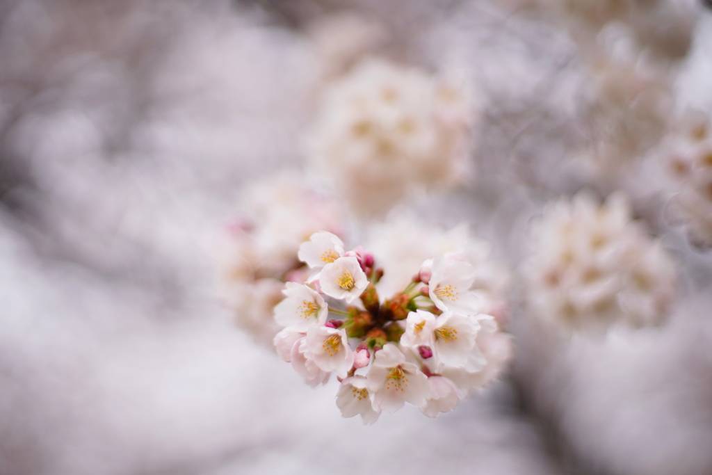 ほんのり桜色