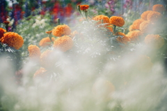 日差しの花園