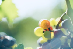 夏の粒 20