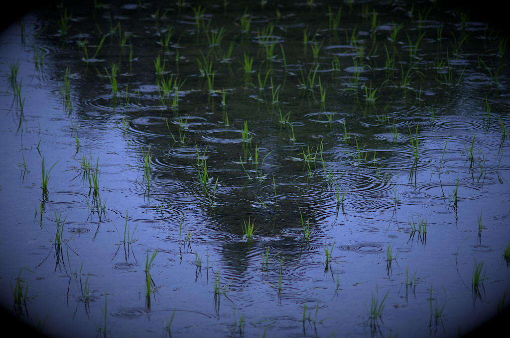 雨の日ブルー