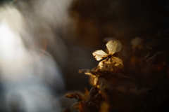 冬紫陽花 14