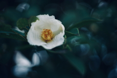 一日花