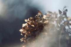 冬紫陽花 7