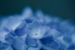 紫陽花に寄せる想い d