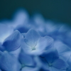 紫陽花に寄せる想い d