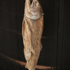 干魚