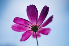 今年初めての秋桜を