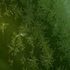 霜・繁茂