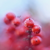 冬の赤い実