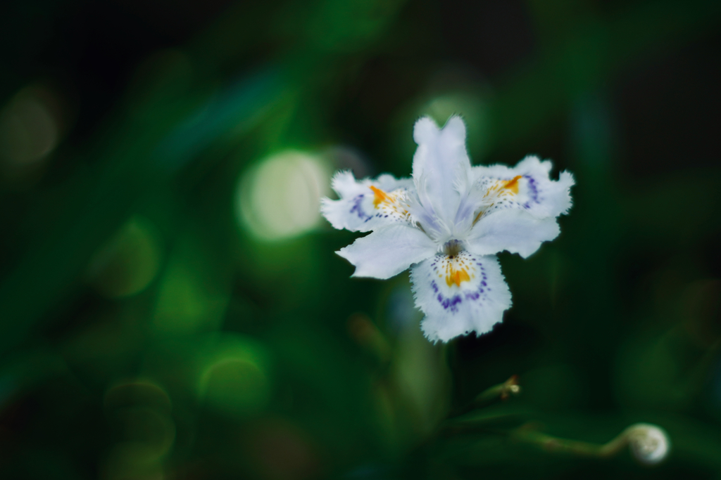 野に咲く花 d
