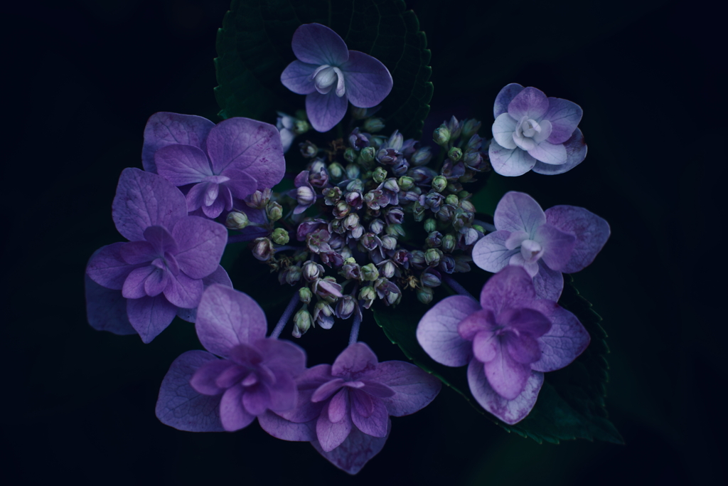 紫陽花に寄せる想い k