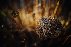冬紫陽花 5