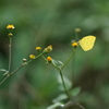 黄色い蝶