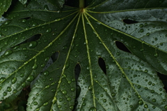雨上がりの葉