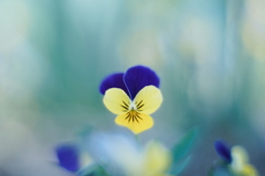 路傍の花 q