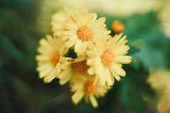 野の花・黄色