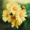 野の花・黄色