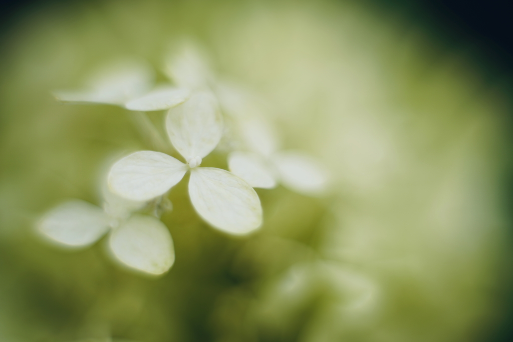 紫陽花に寄せる想い 補遺 5