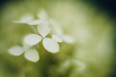 紫陽花に寄せる想い 補遺 5