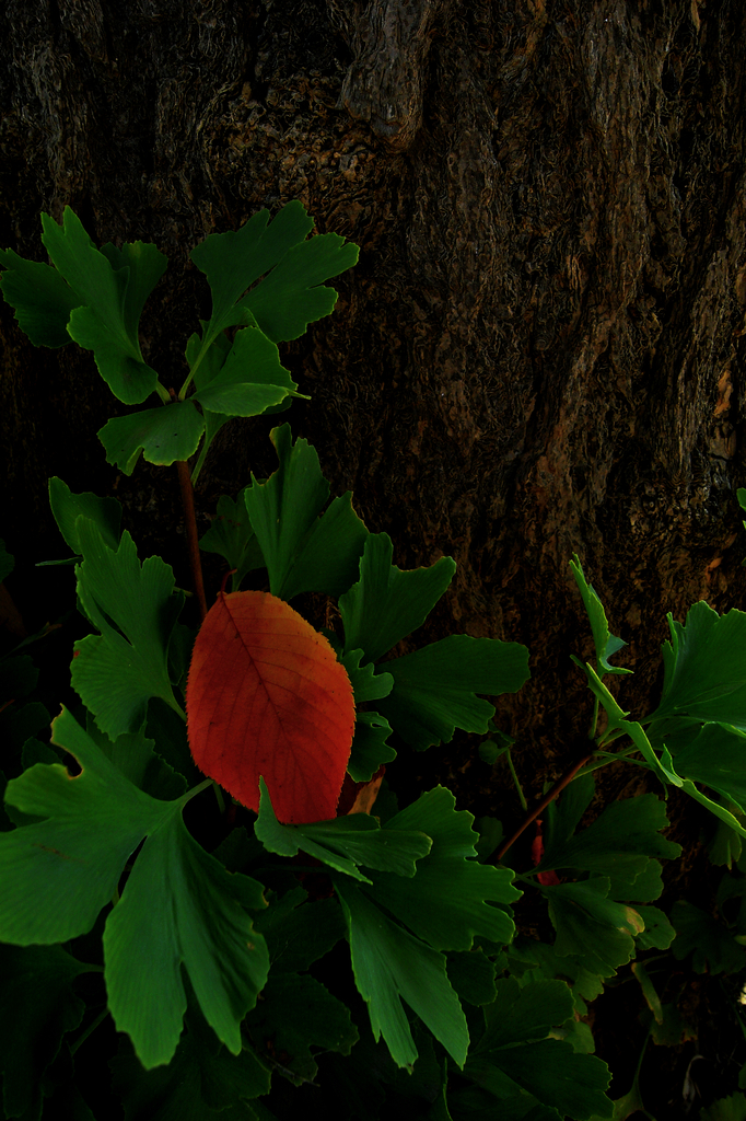 赤い葉・緑の葉