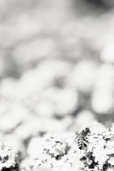 a bee in monochrome