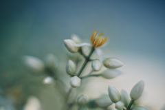 南天の花咲く日 b