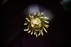 花芯