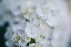 紫陽花に寄せる想い y